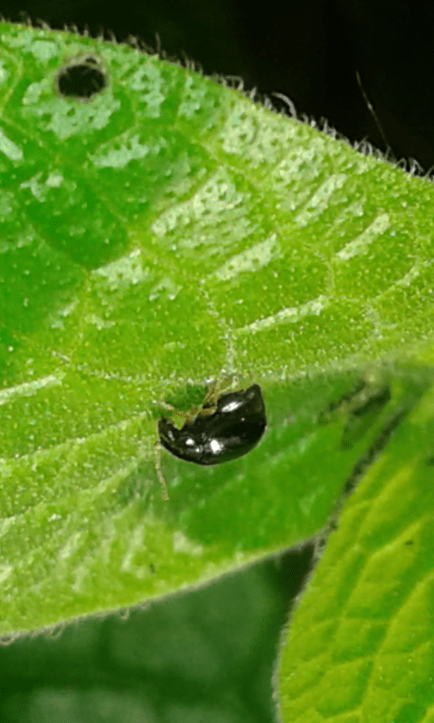 Chrysomelidae Galerucinae trib Alticini? S.